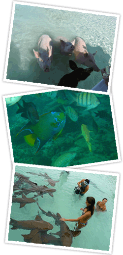 Exuma Bahamas Water Tours Excursions Swimming Pigs from Exuma or Nassau Exuma Bahamas Water Tours Excursions Swimming Pigs from Exuma or Nassau