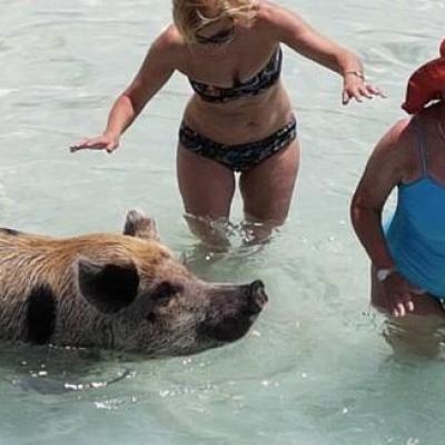 Three people in swimsuits with a pig swimming in clear water.