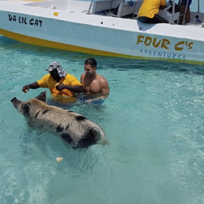 People in water with a swimming pig near a boat labeled 'Four C's Adventures'.