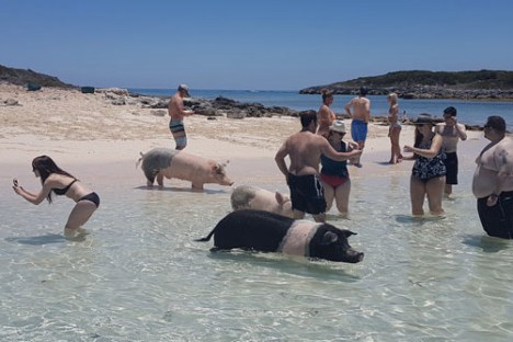 People and pigs interacting in shallow beach water on a sunny day.