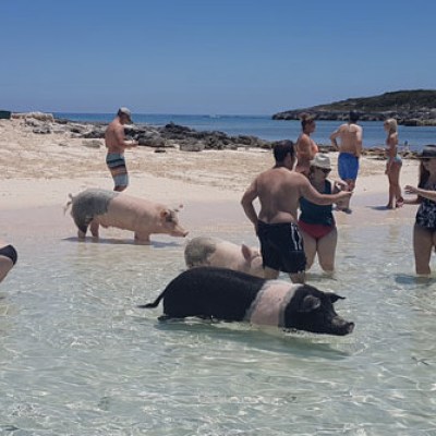 People and pigs interacting in shallow beach water on a sunny day.
