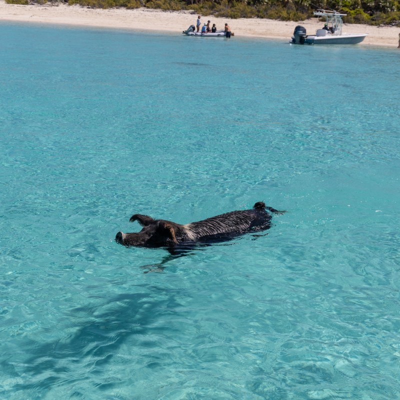 Pig swimming in clear blue water near a sandy beach with people and boats.