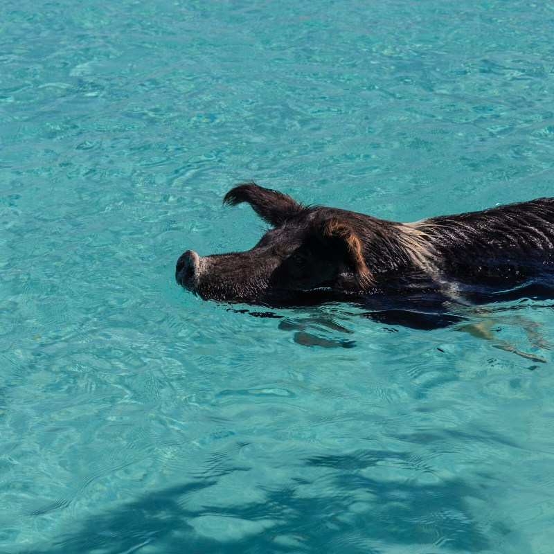 A pig swimming in clear turquoise water.