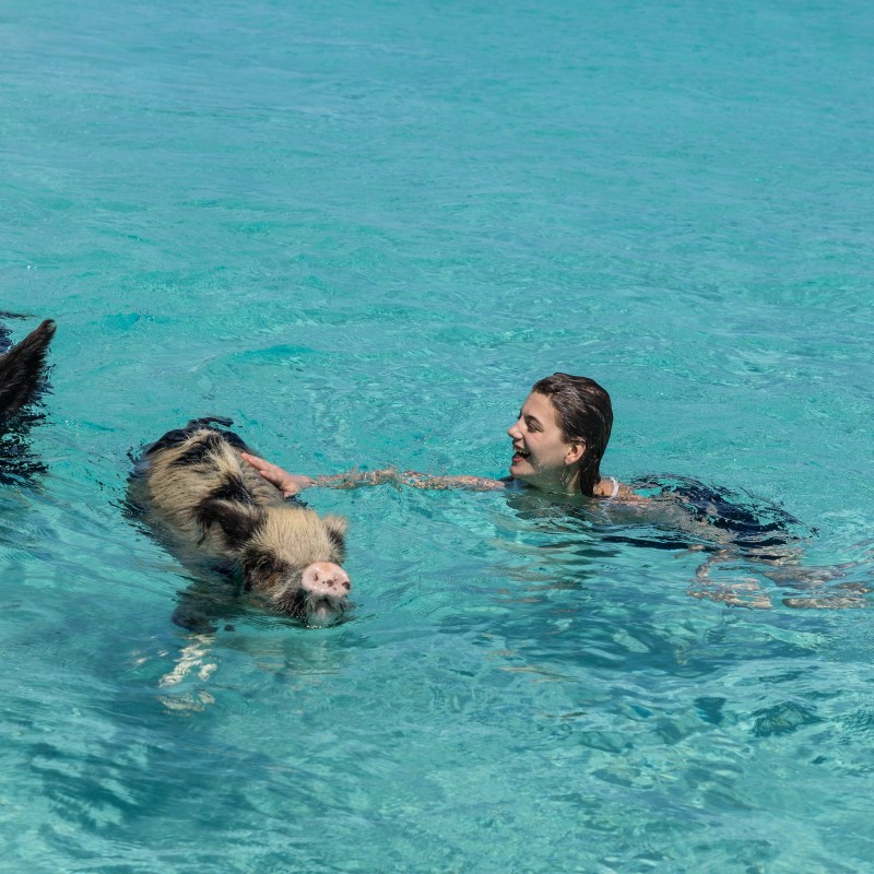 Person swimming with two pigs in clear turquoise water.