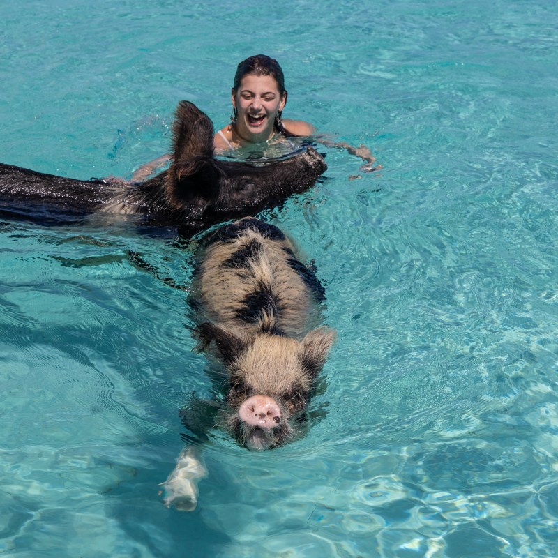 Woman and pig swimming in clear blue water, woman smiling.