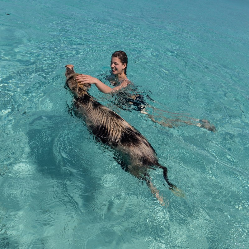 Person swimming with a pig in clear turquoise water near a tropical island.