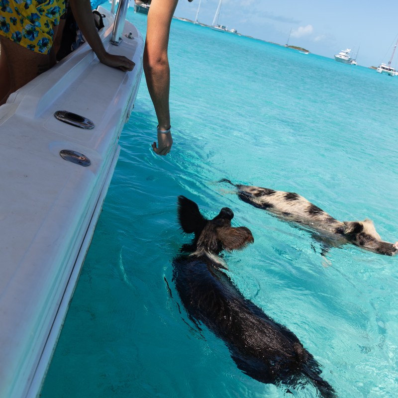 People on a boat feed swimming pigs in clear blue water.
