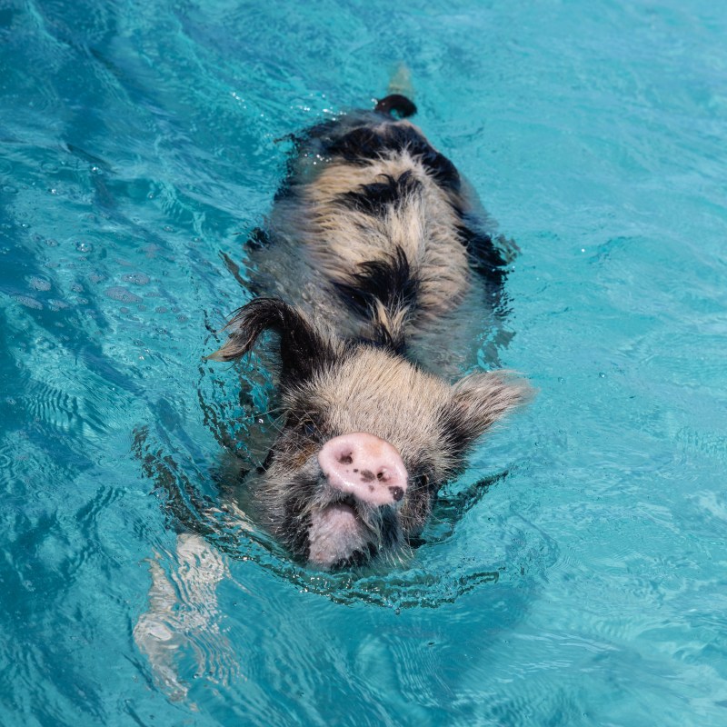 A pig swimming in clear blue water, facing forward.