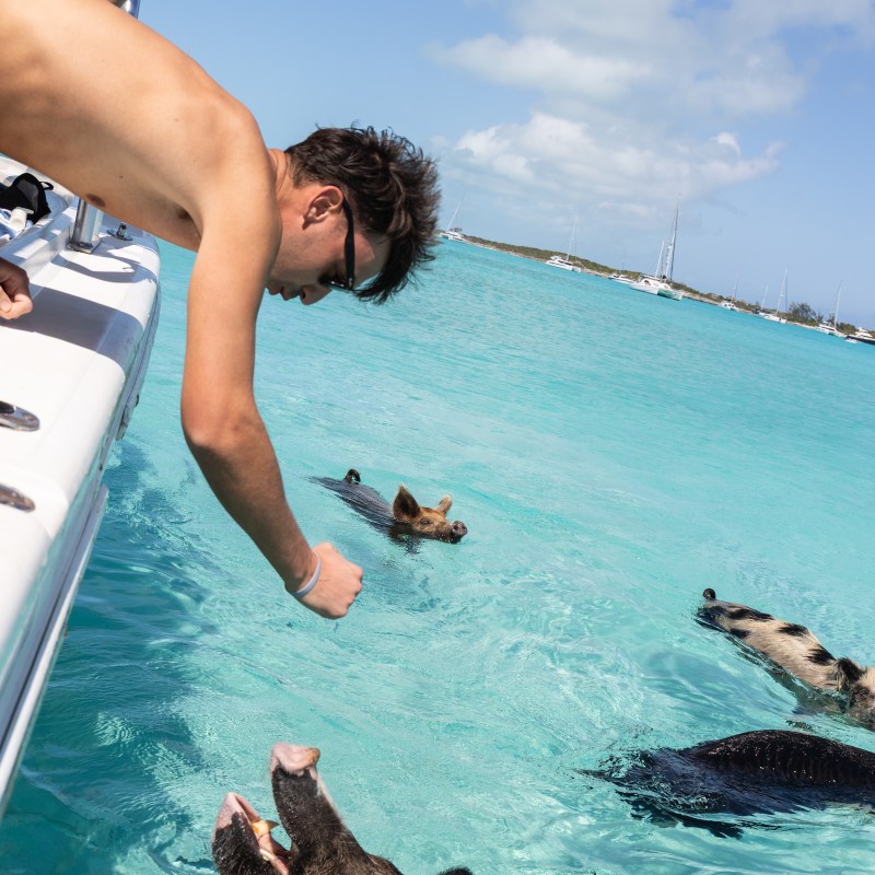 Man on boat reaching out to swimming pigs in clear blue water.