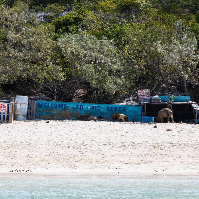 Pigs on sandy beach with 'Welcome to Pig Beach' sign among trees.
