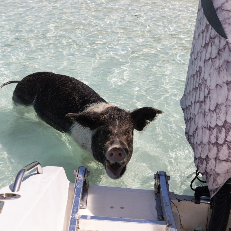 A pig in clear shallow water near a boat.