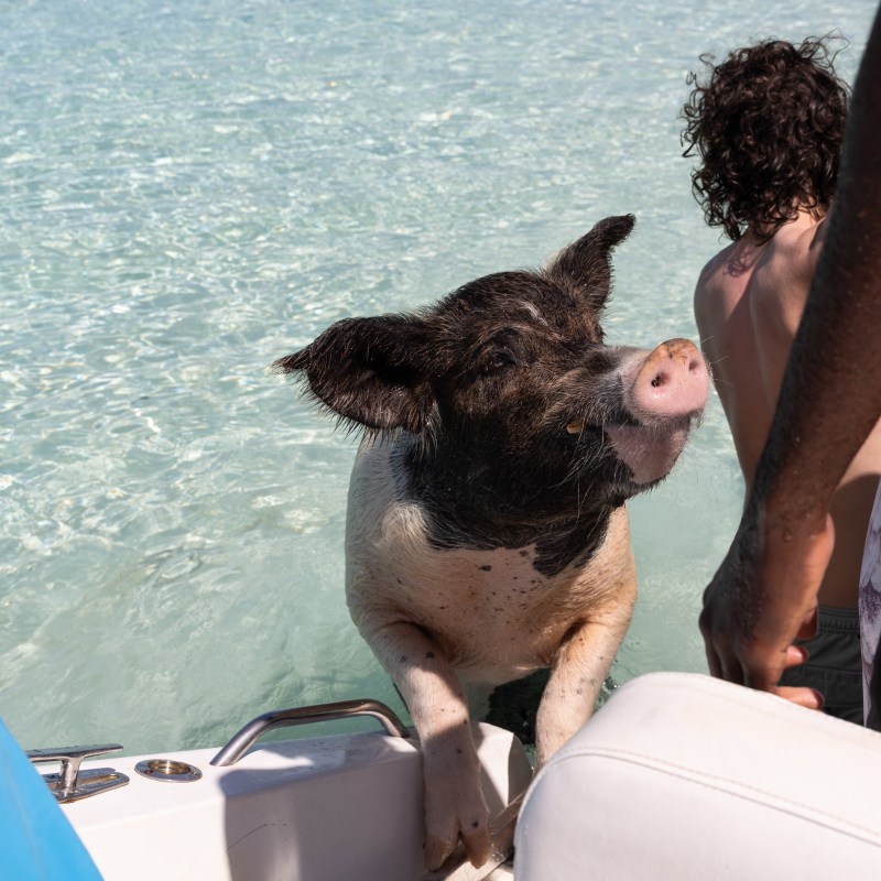 Pig climbing onto boat from clear water with two people nearby.