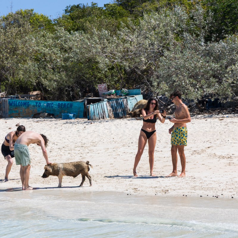 People on beach interacting with a pig, with trees and makeshift fences in the background.