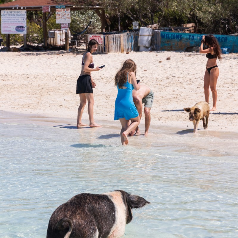People on a beach with a pig and a dog in shallow water.