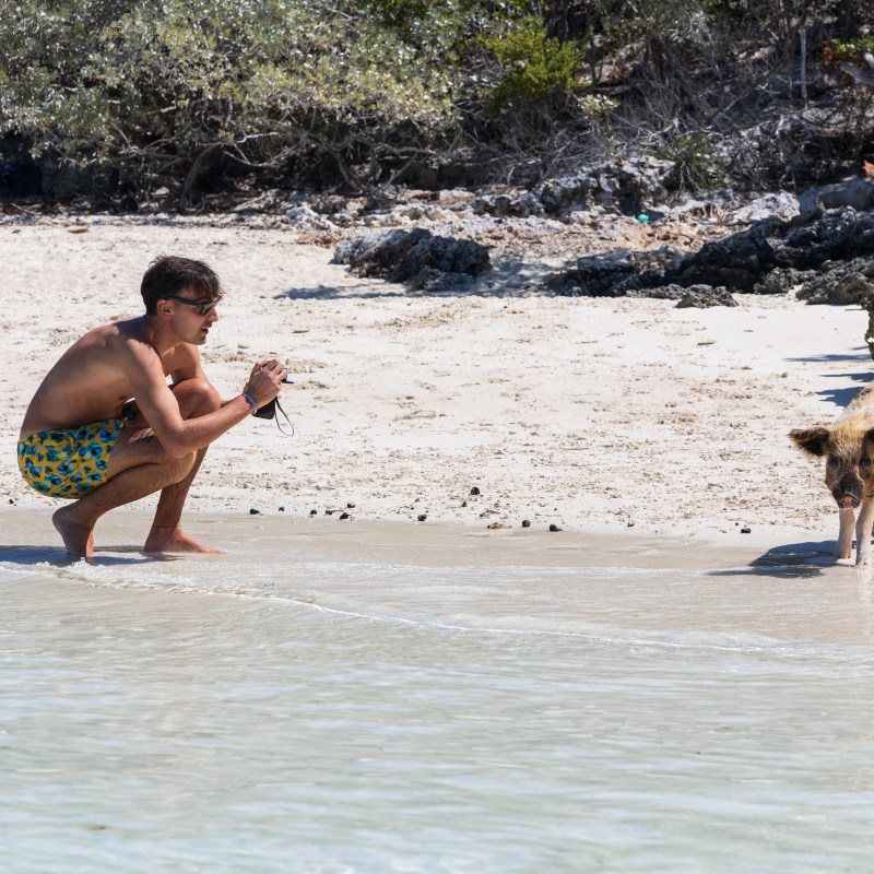 Man takes photo of a pig on a tropical beach.