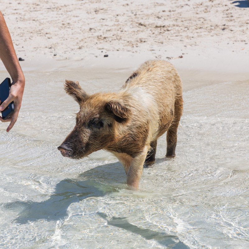 Pig standing in shallow water on a sandy beach.