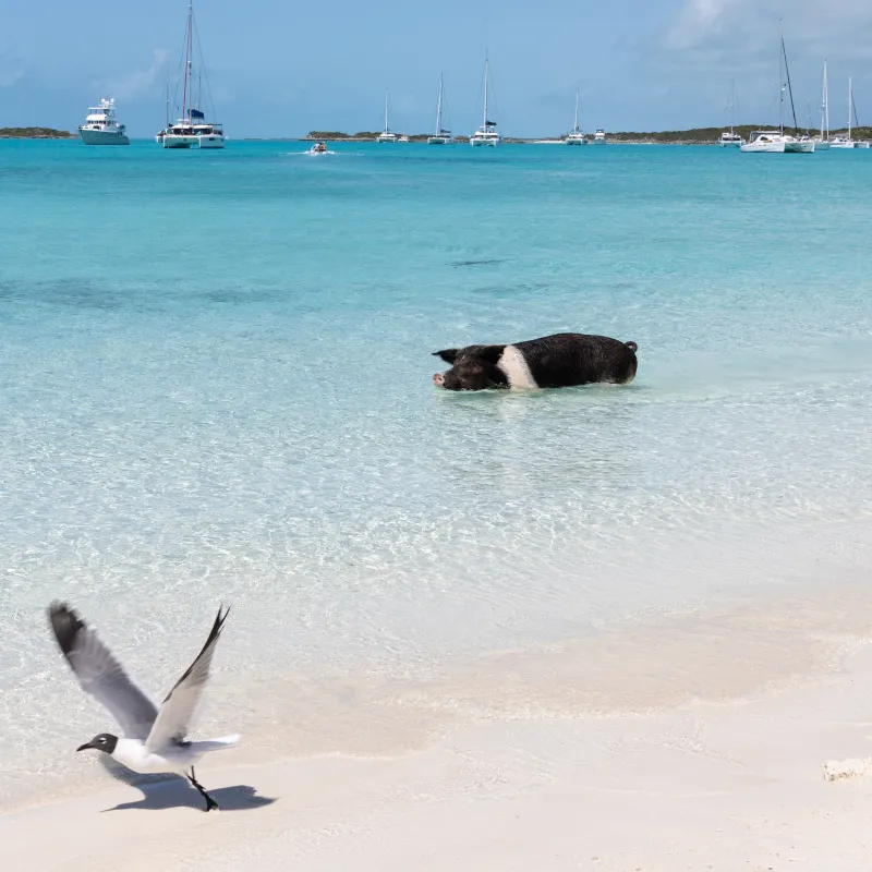 Pig wading in turquoise water, seagull flying on beach, sailboats in background.