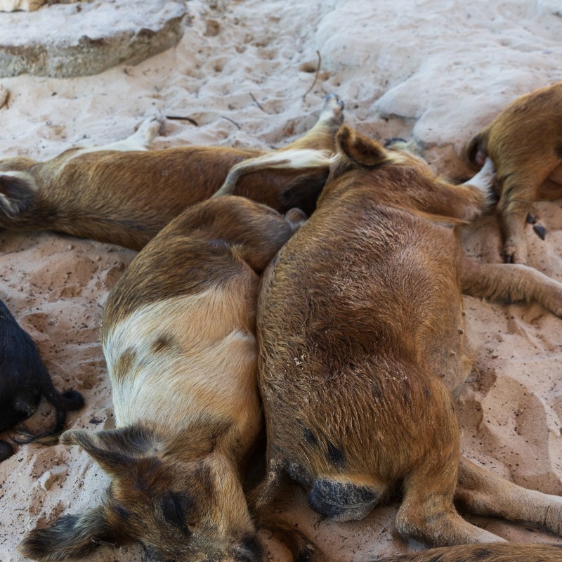 Several brown pigs sleeping on sandy beach under shade.