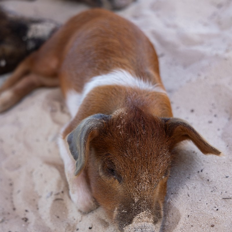 Brown piglet lying on sand with snout covered in sand.