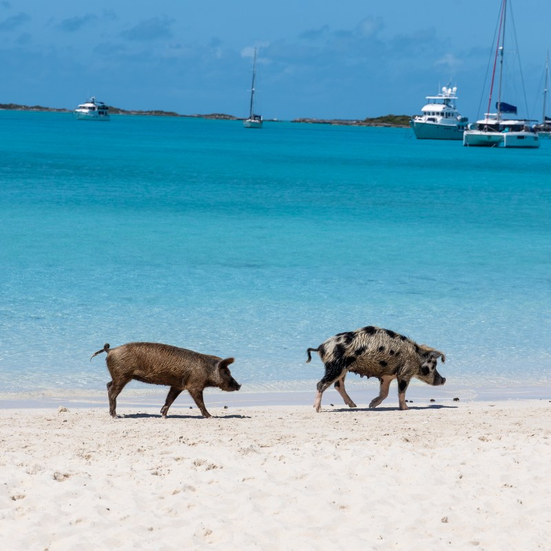 Two pigs walking on a sandy beach with boats in the turquoise sea.