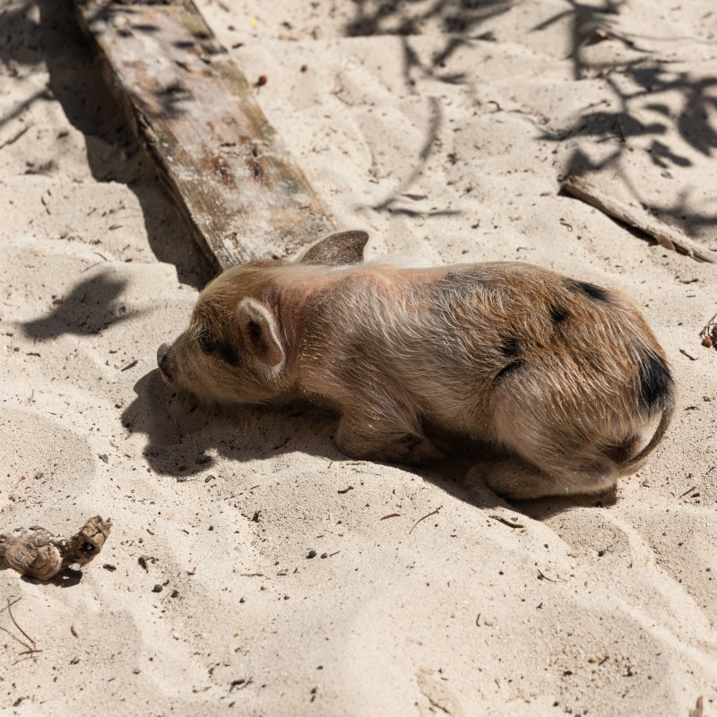 Piglet lying on sandy ground with shadows of leaves.