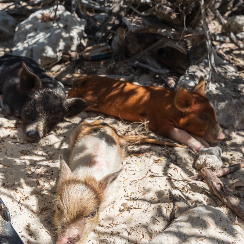 Three piglets resting on sandy ground under dappled sunlight.