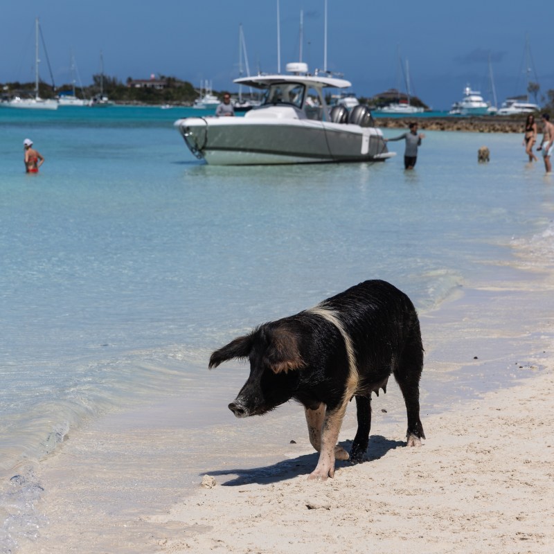 Pig walking on a sandy beach with boats on the water.