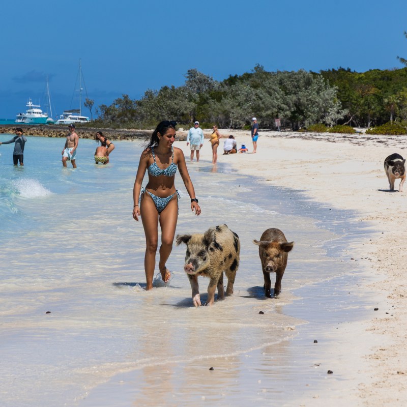 Woman on beach with pigs, people, boats in background.