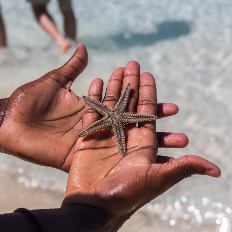 Person holding a small starfish over clear ocean water.