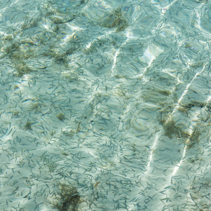 Clear water with small fish swimming over a sandy, grassy seabed.