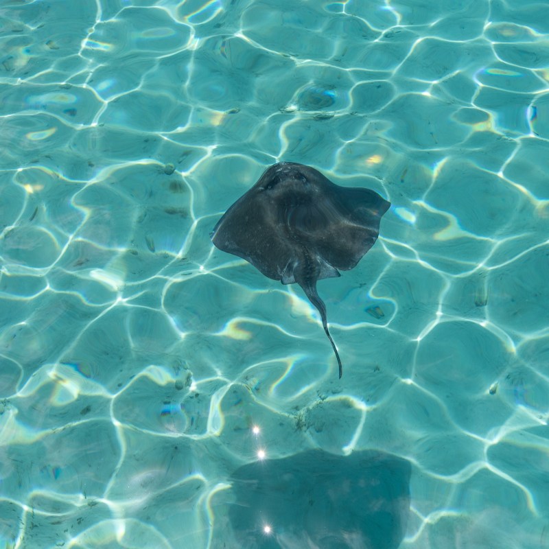 Ray swimming under clear turquoise water with sunlit patterns.