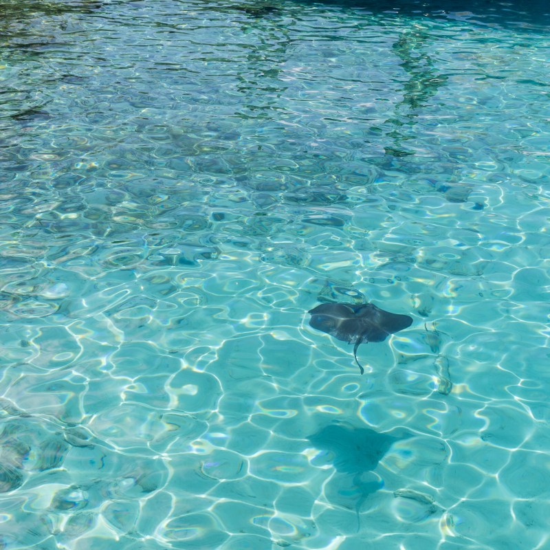 Clear turquoise water with a gliding stingray and reflected sunlight.