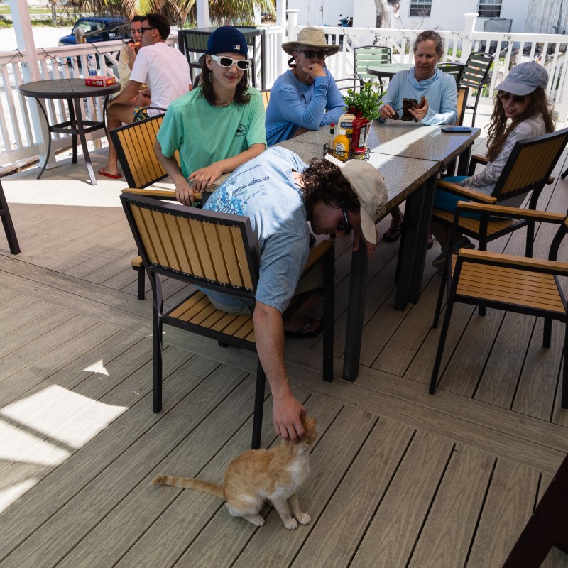 People dining outdoors on a patio, one person petting a cat.