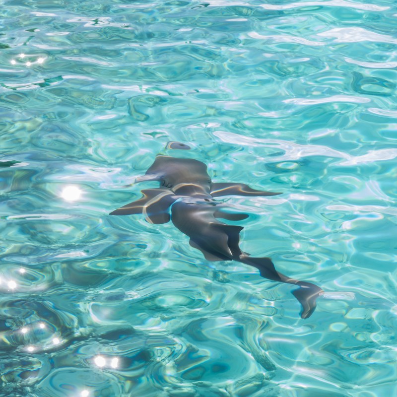 Shark swimming in clear turquoise water with sunlight reflections.