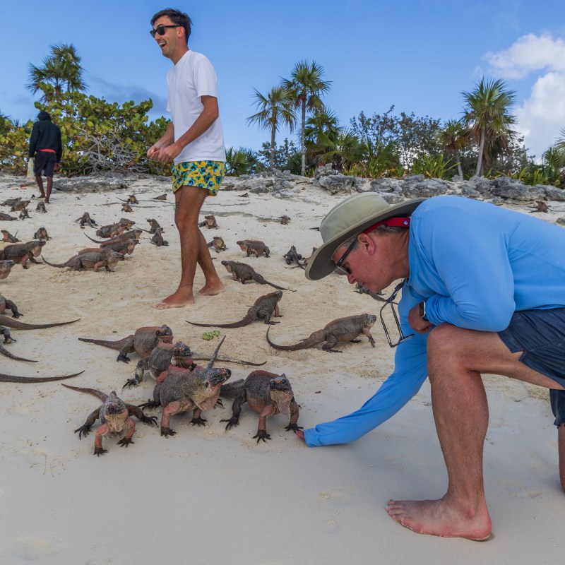 People on a beach interacting with numerous iguanas.