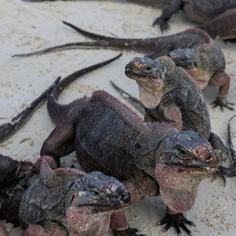 Group of iguanas on sandy ground, some climbing over others.