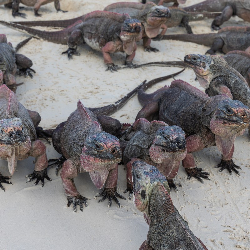 Group of iguanas gathered on a sandy beach.
