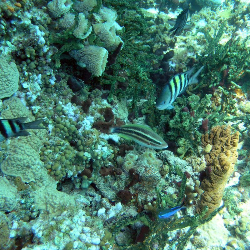 Diverse coral reef with colorful fish swimming among corals and sea plants.