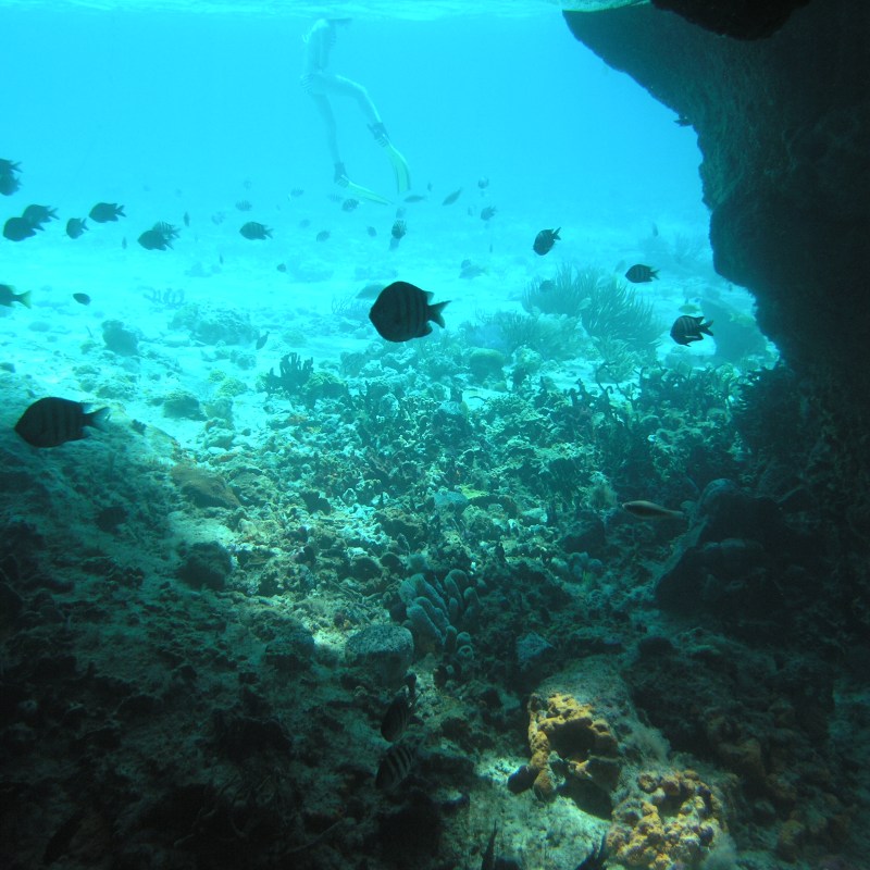 Snorkeler swimming above coral reef with fish in clear blue water.