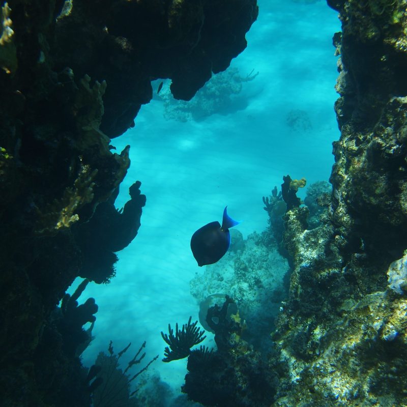 Underwater scene with coral, a fish, and clear blue water.
