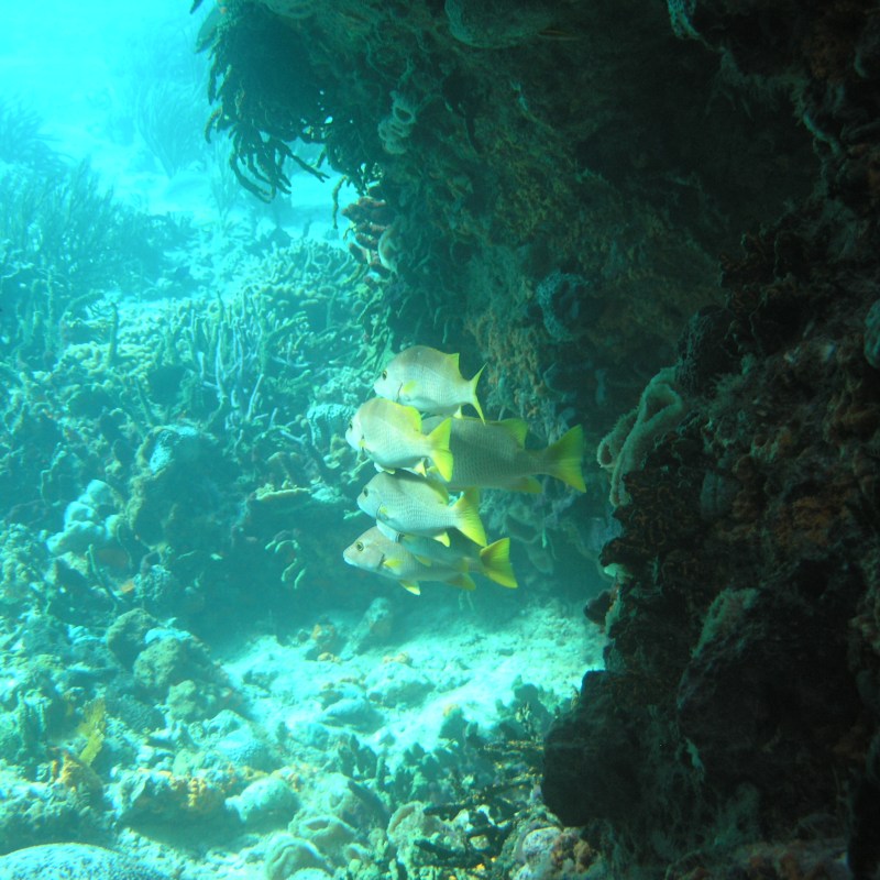 School of fish swimming in an underwater coral reef cave.
