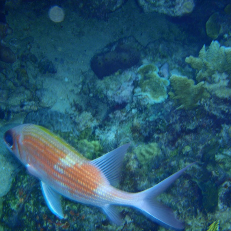 Fish swimming over colorful coral reef in clear water.