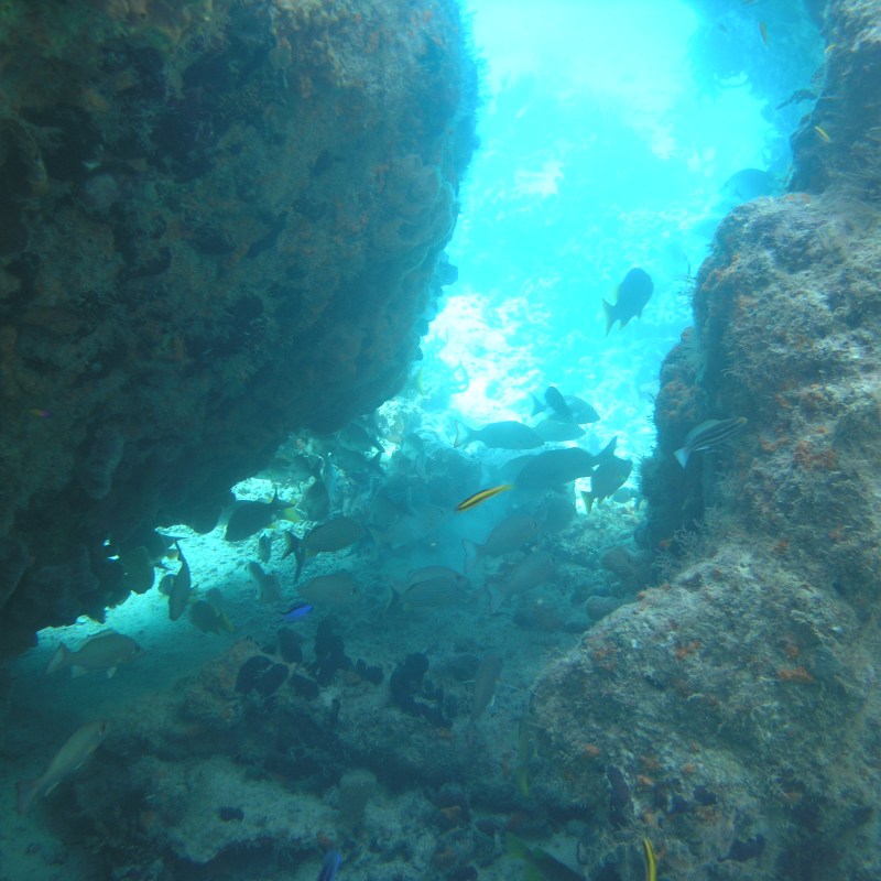 Underwater scene with coral, rocks, and various fish in clear blue water.